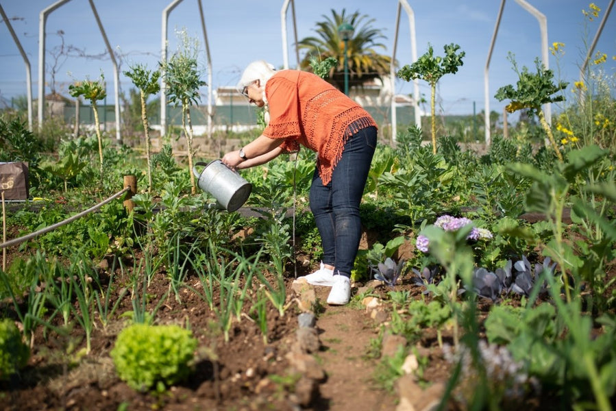 5 Practical Tips for Creating an Easy-To-Care Senior Garden
